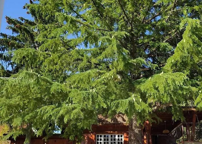 In Legno * Campo di Giove